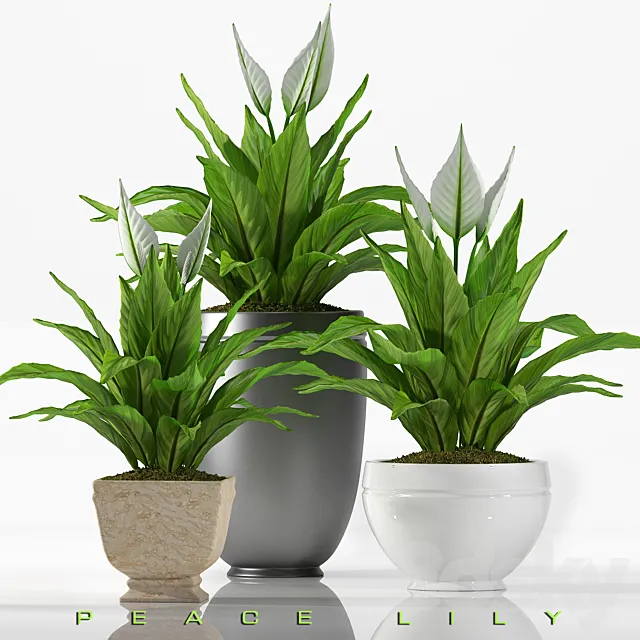 PEACE LILY 2 3DModel PEACE LILY 2 3DModel
