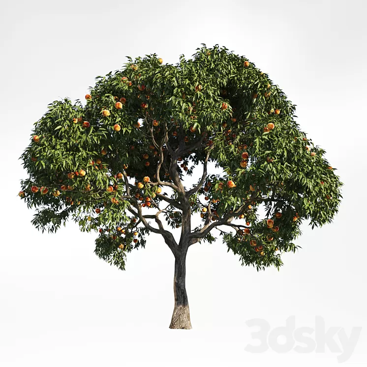 peach tree 10 3D Model