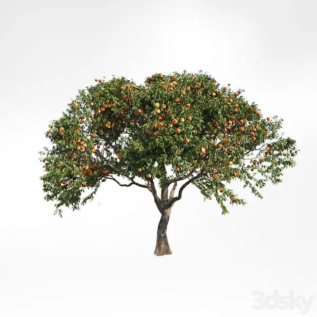 peach tree 2 3D Model peach tree 2 3D Model
