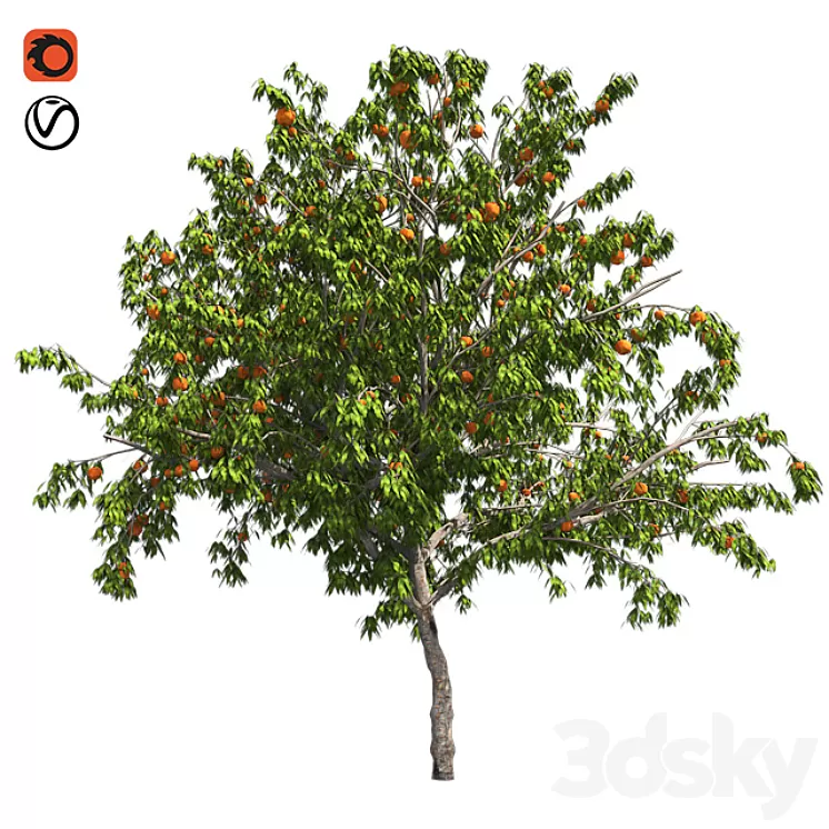 Peach tree with fruit 3D Model