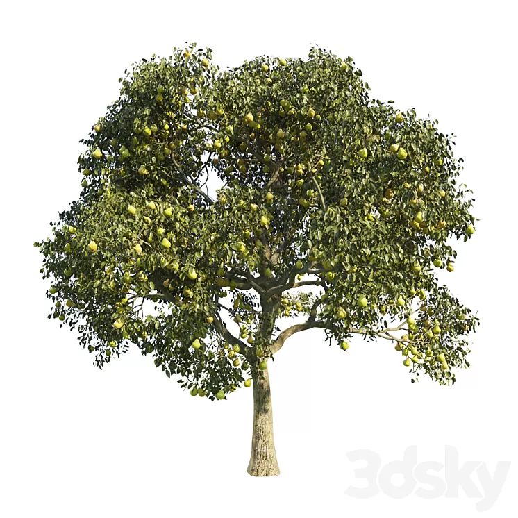 pear tree 1 3D Model