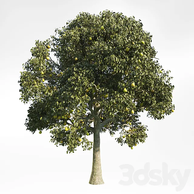 Pear Tree 10 3D Model Pear Tree 10 3D Model