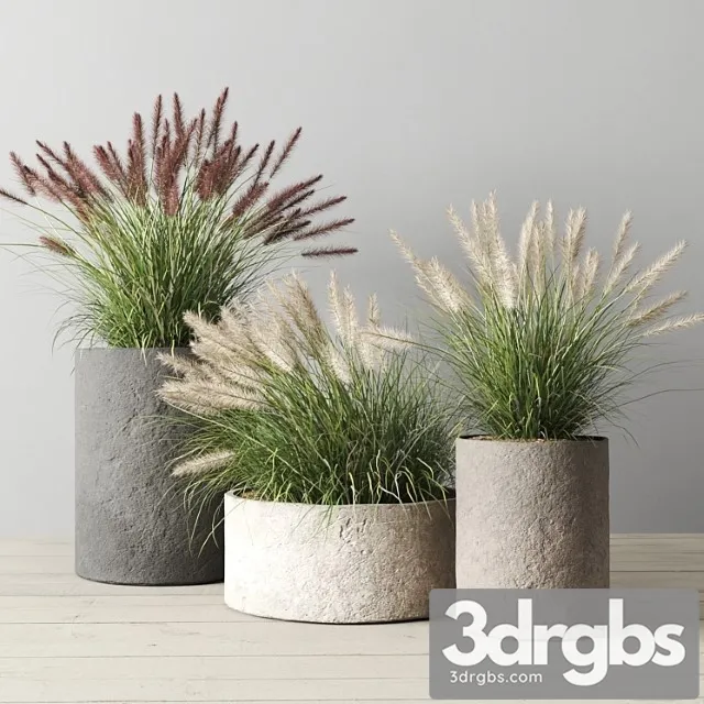 Pennisetum Foxtail in Concrete Pots 3D Model Download