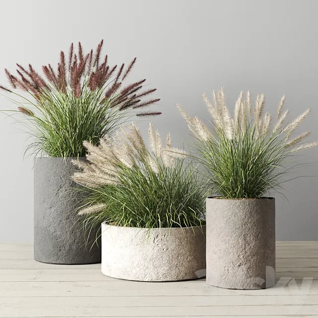 Pennisetum foxtail in concrete pots 3D Model