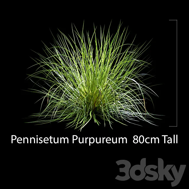 Pennisetum Purpureum 3D Model Pennisetum Purpureum 3D Model