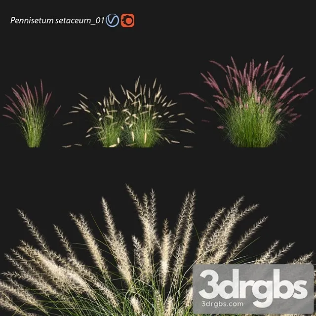 Pennisetum setaceum 01 Pennisetum setaceum 01