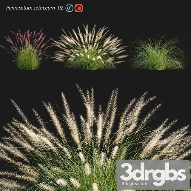 Pennisetum setaceum 02 Pennisetum setaceum 02