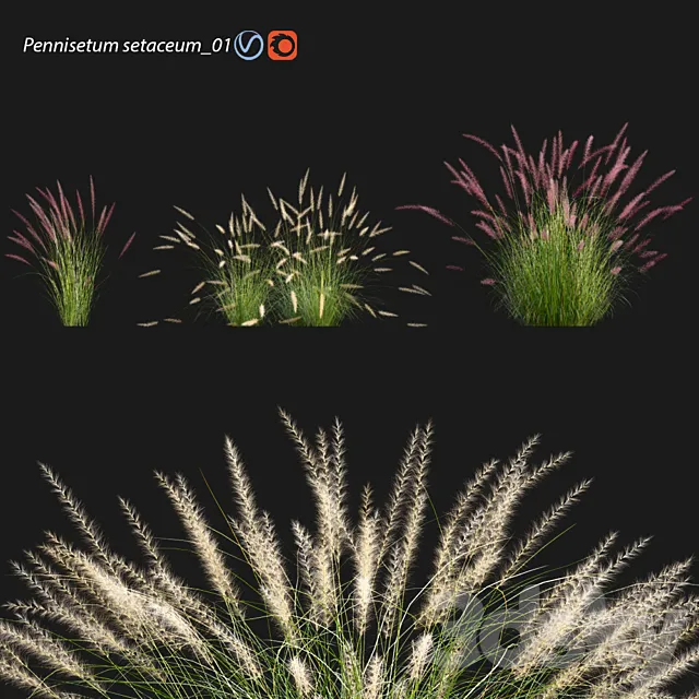 Pennisetum setaceum_01 3D Model Pennisetum setaceum_01 3D Model