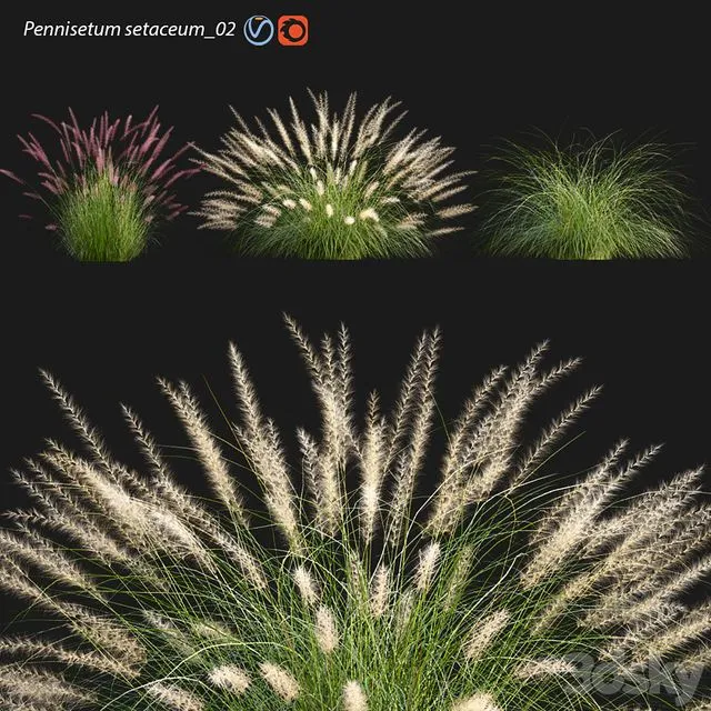 Pennisetum setaceum_02 3D Model Pennisetum setaceum_02 3D Model