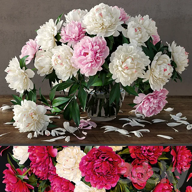 Peonies 3DModel Peonies 3DModel