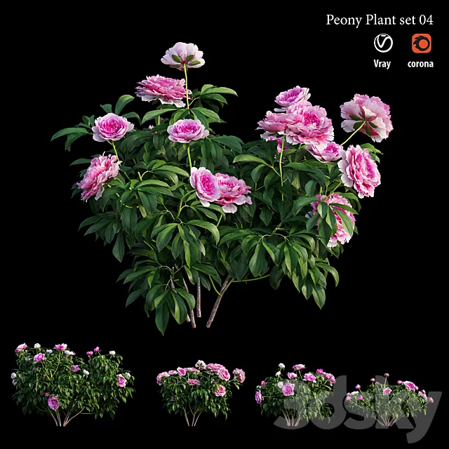 Peony plant set 04 3D Model