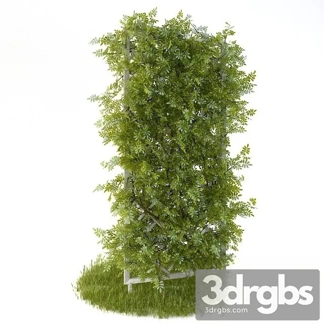Perennial Climbing Plant Garden 3D Model Download
