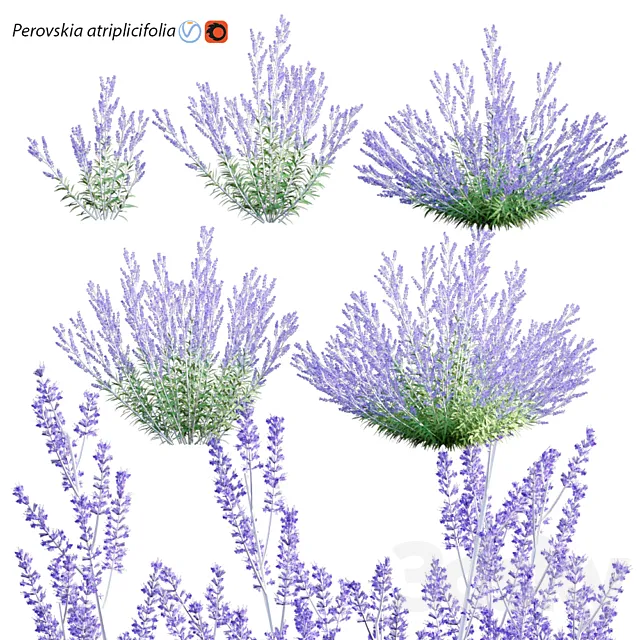 Perovskia atriplicifolia | Russian Sage 3D Model