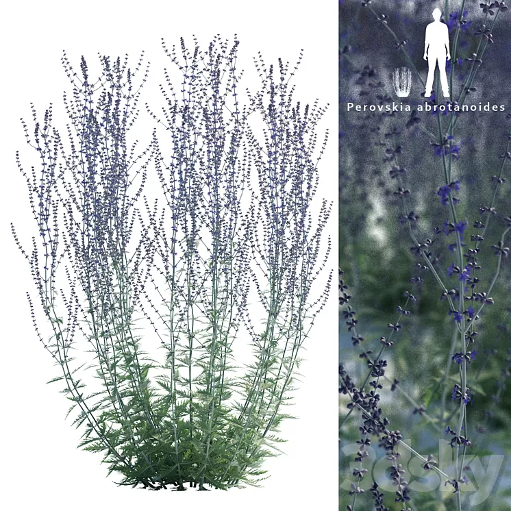 Perovsky wormwood | Perovskia abrotanoides 3D Model Perovsky wormwood | Perovskia abrotanoides 3D Model