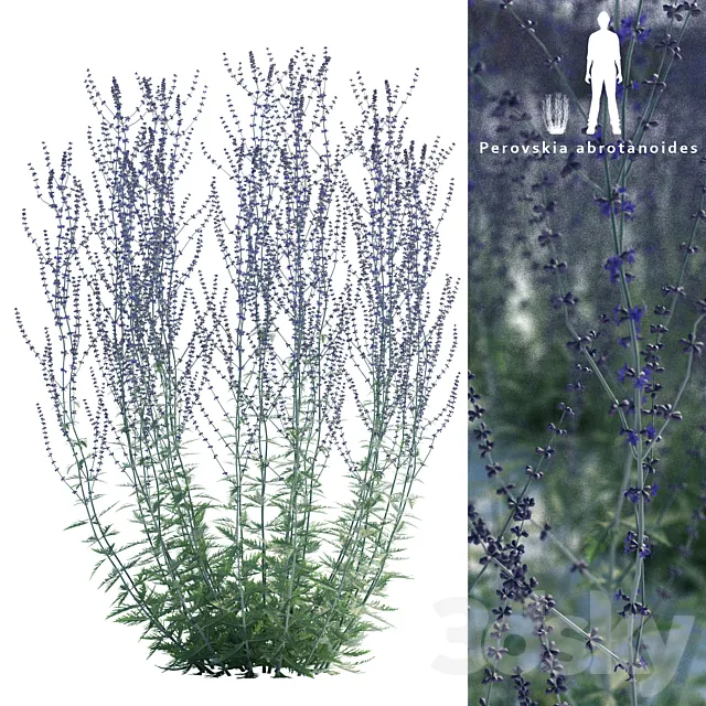 Perovsky wormwood | Perovskia abrotanoides 3DModel