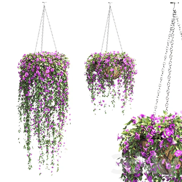 Petunia in hanging pots. 2 models 3DModel Petunia in hanging pots. 2 models 3DModel
