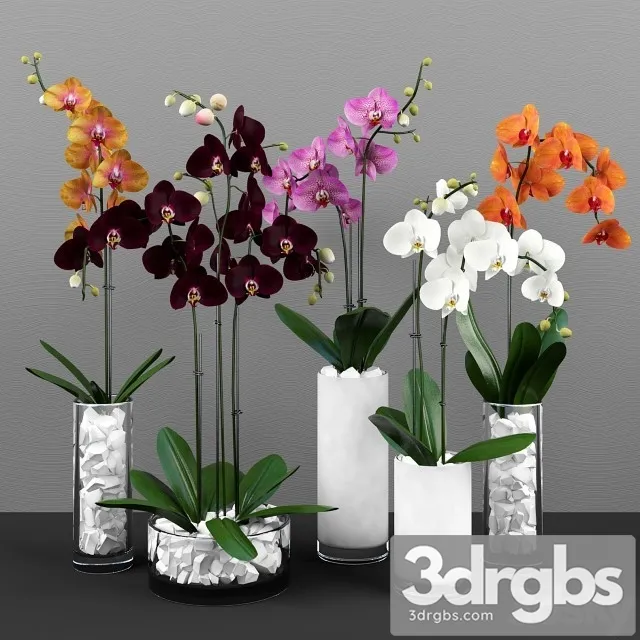 Phalaenopsis Orchids Set 3D Model Download Phalaenopsis Orchids Set 3D Model Download
