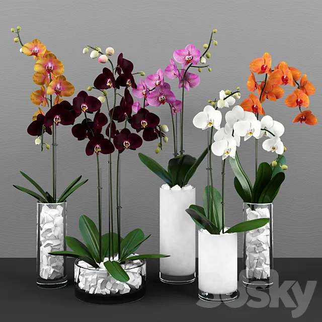 Phalaenopsis orchids set 3DModel Phalaenopsis orchids set 3DModel