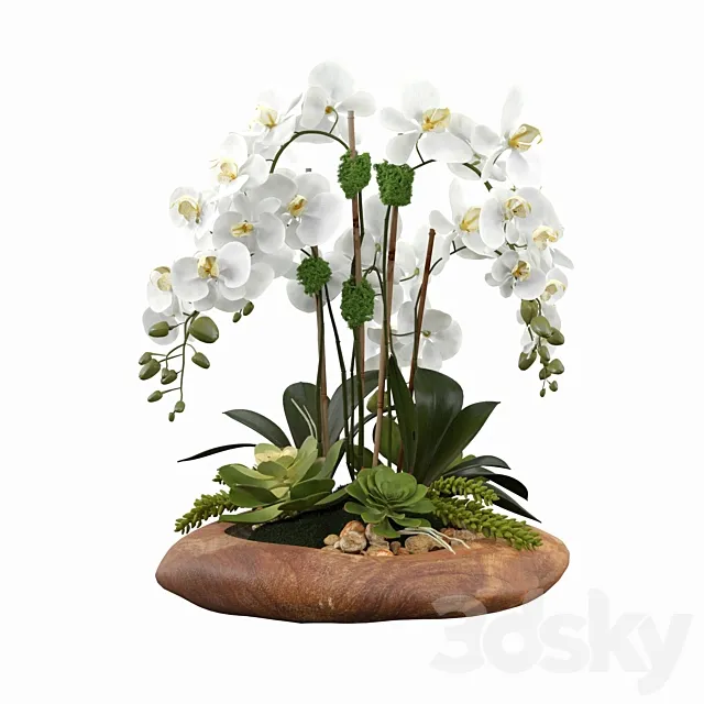 Phalaenopsis Silk Orchids 3DModel Phalaenopsis Silk Orchids 3DModel