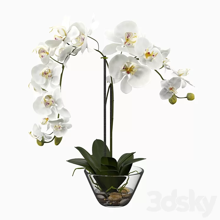 Phalaenopsis Silk White Orchid in Glass Vase 3D Model
