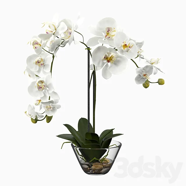 Phalaenopsis Silk White Orchid in Glass Vase 3D Model Phalaenopsis Silk White Orchid in Glass Vase 3D Model