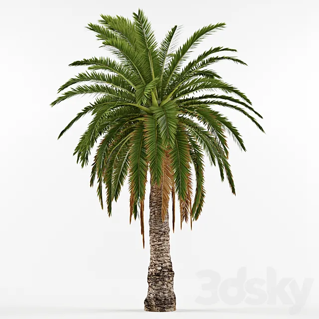 Phenicus Canary _ Phoenix Canariensis 3DModel Phenicus Canary _ Phoenix Canariensis 3DModel