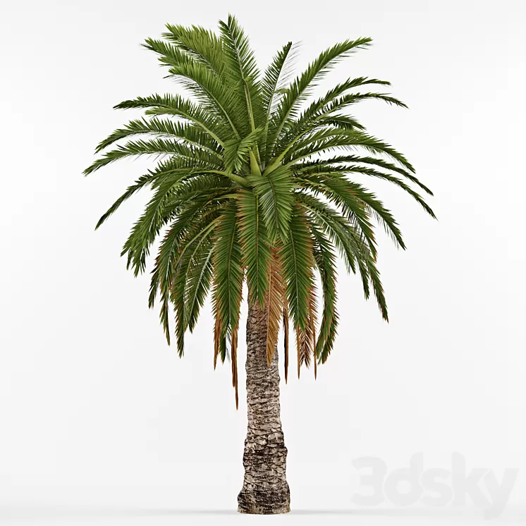 Phenicus Canary / Phoenix Canariensis 3D Model