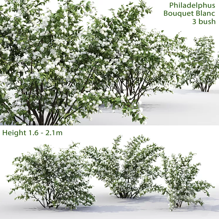 Philadelphus Bouquet Blanc # 1 | Jasmine 3D Model Philadelphus Bouquet Blanc # 1 | Jasmine 3D Model
