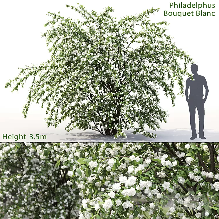 Philadelphus Bouquet Blanc # 2 | Jasmine 3D Model Philadelphus Bouquet Blanc # 2 | Jasmine 3D Model