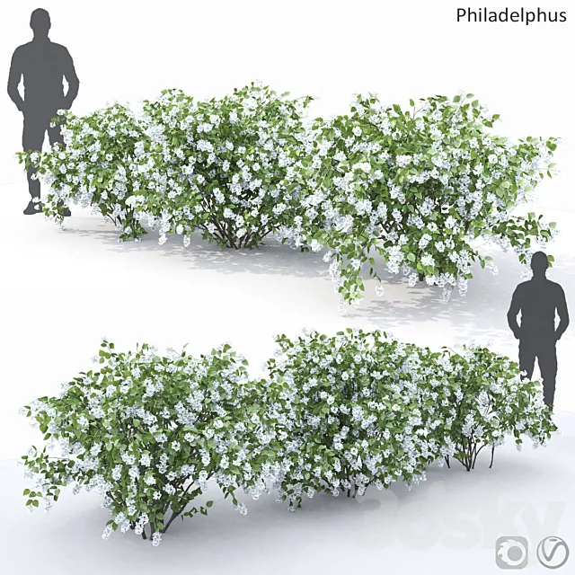 Philadelphus (shrub) 3DModel