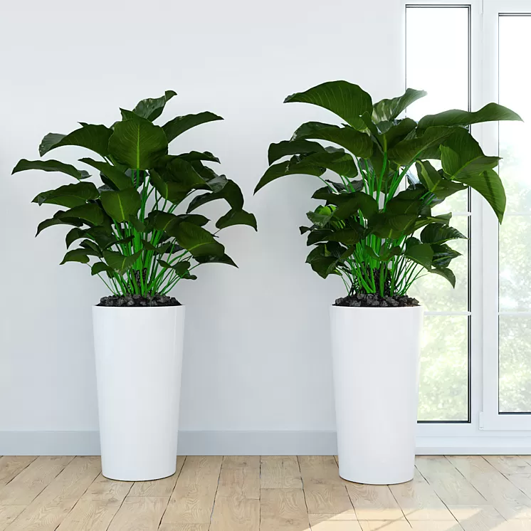Philodendron \ Congo 3D Model Philodendron \ Congo 3D Model