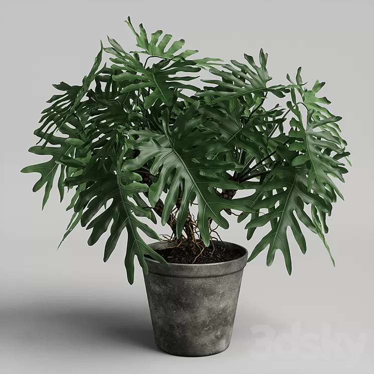 philodendron plant 3D Model