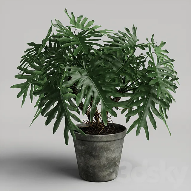 philodendron plant 3DModel philodendron plant 3DModel