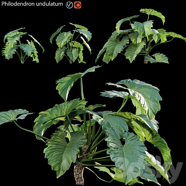 Philodendron undulatum – 01 3D Model