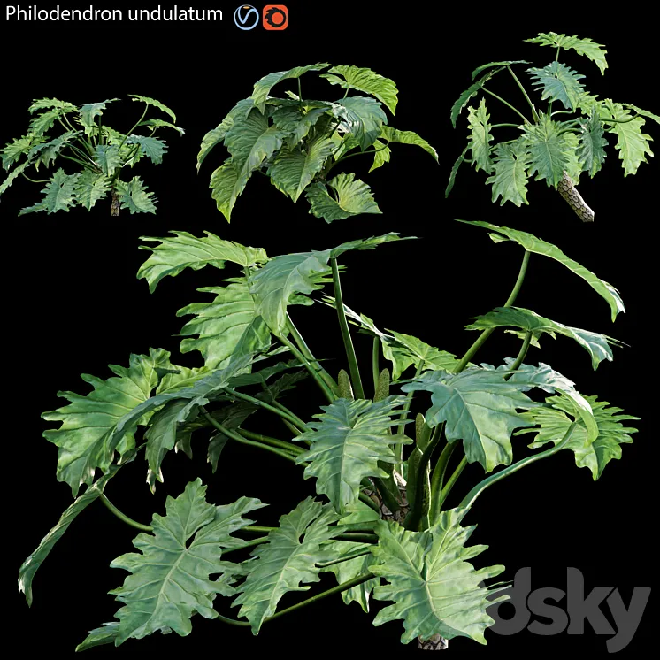 Philodendron undulatum – 02 3D Model Free Download Philodendron undulatum – 02 3D Model Free Download