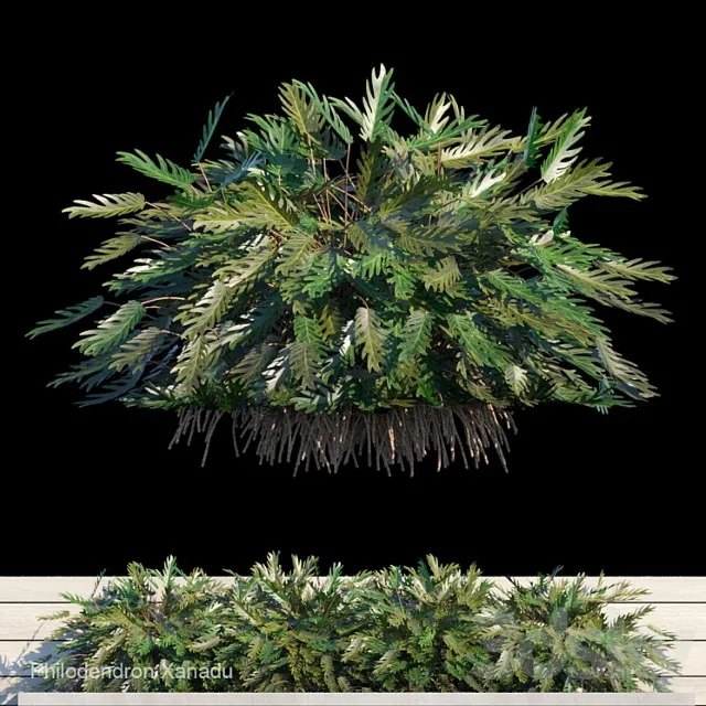 Philodendron Xanadu Exterior Kit 1 3D Model Download