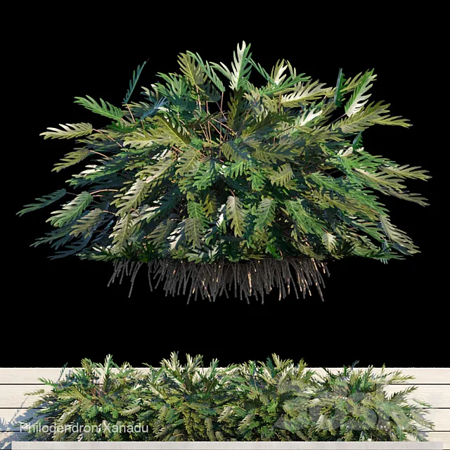 Philodendron Xanadu exterior kit 3D Model