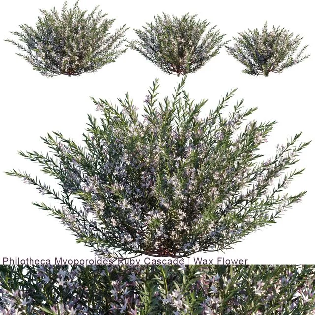 Philotheca Myoporoides Ruby Cascade Wax Flower # 2 3D Model