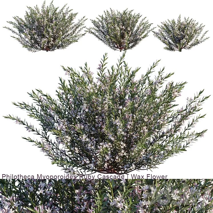 Philotheca Myoporoides Ruby Cascade | Wax Flower # 2 3D Model Philotheca Myoporoides Ruby Cascade | Wax Flower # 2 3D Model