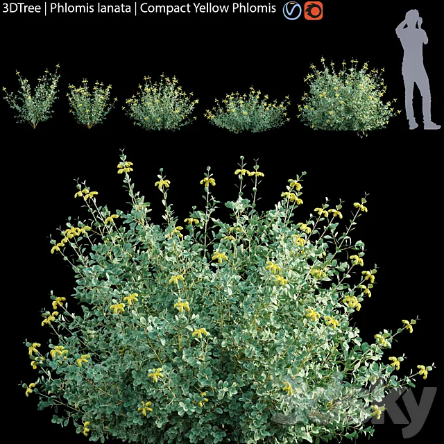 Phlomis lanata | Compact yellow phlomis 3D Model