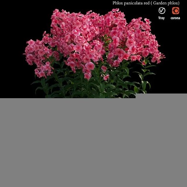 Phlox Paniculata Red 3D Model Download Phlox Paniculata Red 3D Model Download