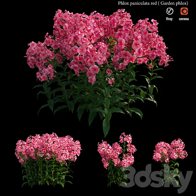 Phlox paniculata red 3D Model Phlox paniculata red 3D Model