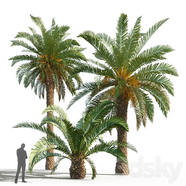 Phoenix canariensis (date canary) 3D Model