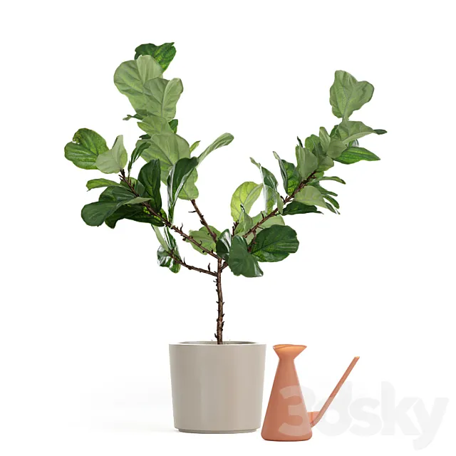 Photorealistic Ficus Lyrata pot 150cm 3D model 3DModel Photorealistic Ficus Lyrata pot 150cm 3D model 3DModel