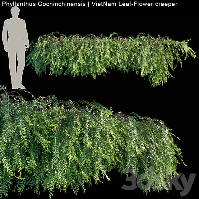 Phyllanthus Cochinchinensis | VietNam Leaf-Flower creeper 3DModel Phyllanthus Cochinchinensis | VietNam Leaf-Flower creeper 3DModel