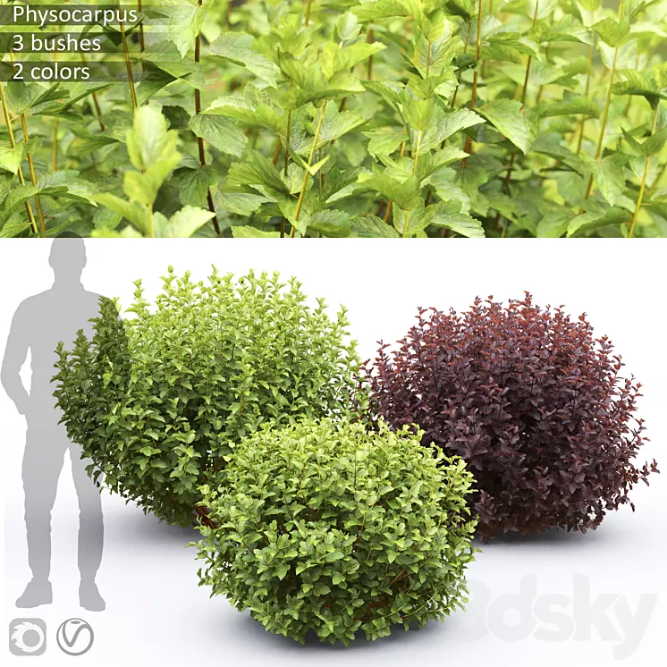 Physocarpus 3D Model Free Download Physocarpus 3D Model Free Download