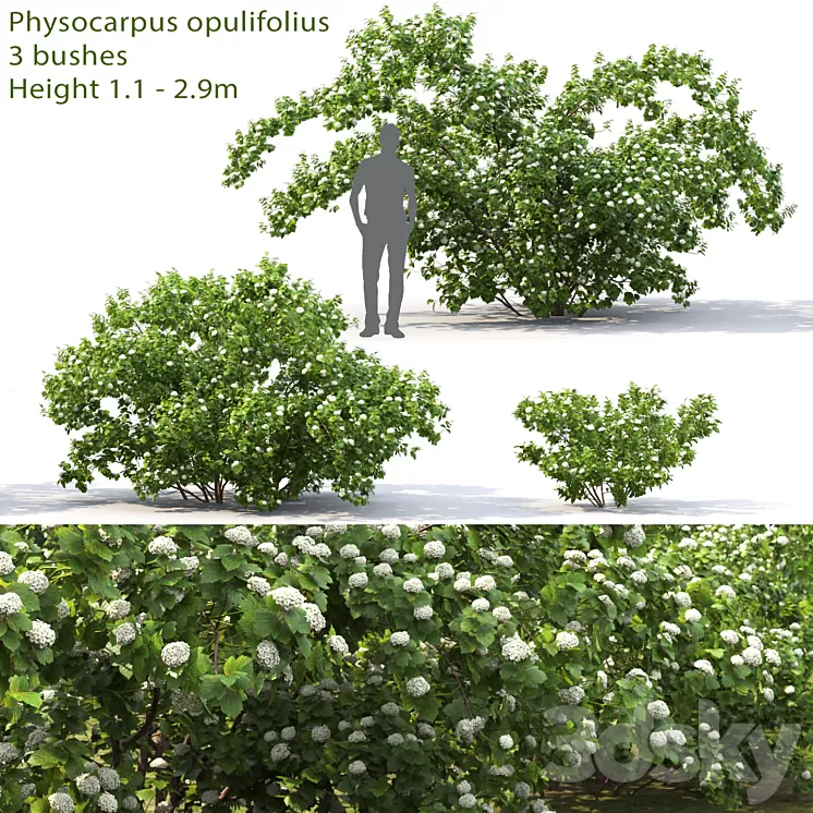 Physocarpus opulifolius # 1 3D Model