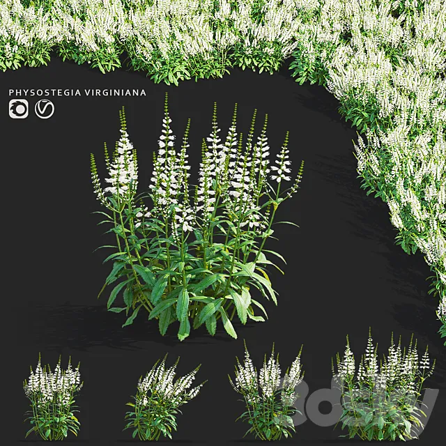 Physostegia virginiana white flowers | Physostegia virginiana 3D Model
