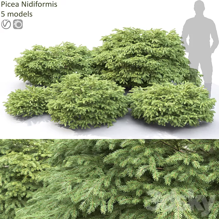 Picea 3D Model Free Download Picea 3D Model Free Download