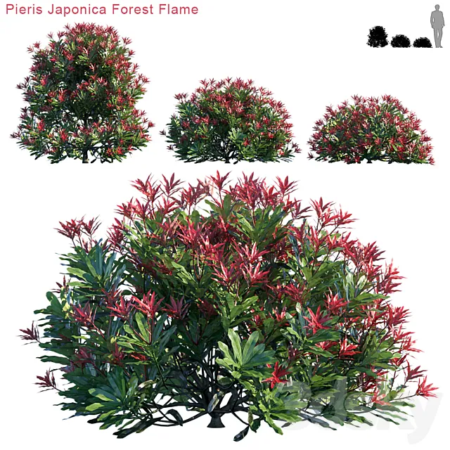 Pieris Japonica Forest Flame 3D Model